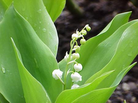 Mmmmh .. Du muguet ...